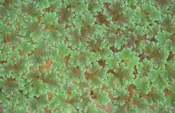 Azolla rubra: plants floating on the surface of standing water showing the upper lobes of bilobed floating leaves, tinged red. 
 Image: P.J. Brownsey © Pat Brownsey 1975 CC BY-NC 3.0 NZ
